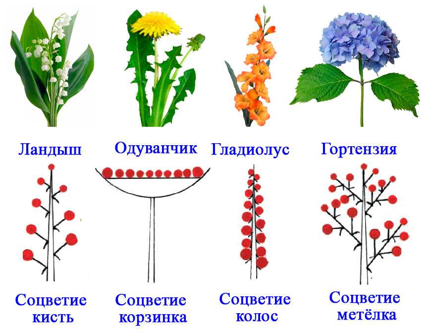 Простые цветки биология